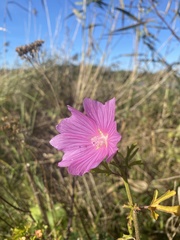 Malva alcea