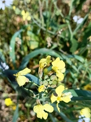 Raphanus raphanistrum