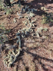 Opuntia polyacantha