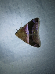 Bastilla arcuata