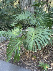Monstera deliciosa