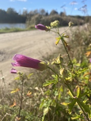 Malva alcea