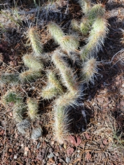 Opuntia polyacantha