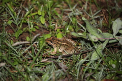 Leptodactylus macrosternum