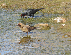 Chrysomus ruficapillus