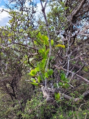 Ileostylus micranthus