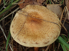 Pholiota terrestris