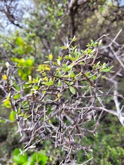 Ileostylus micranthus