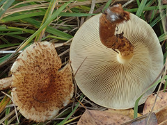 Pholiota terrestris