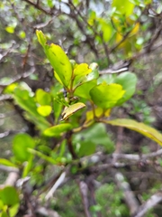 Ileostylus micranthus