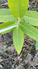 Vigna luteola