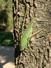 Microcentrum rhombifolium
