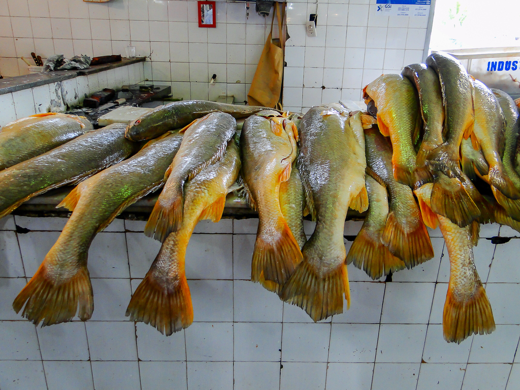 Acoupa Weakfish