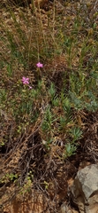Dianthus rupicola