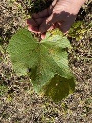 Vitis