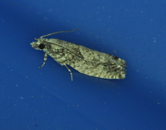 Epinotia