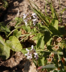 Stachys bolusii