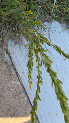 Lespedeza cuneata