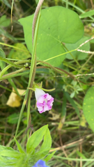 Ipomoea triloba