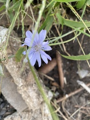 Cichorium intybus