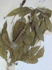 Rhamnus davurica