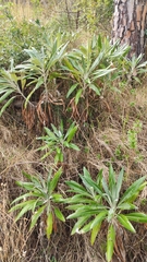 Ptilostemon greuteri