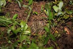 Leptodactylus macrosternum