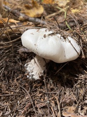 Clitocybe robusta