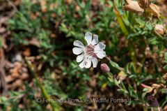 Silene uniflora uniflora