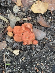 Cantharellus coccolobae