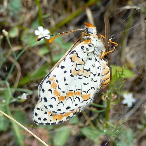 Caucasian Spotted Fritillary