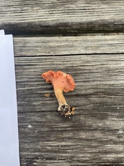 Cantharellus coccolobae