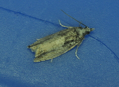 Epinotia
