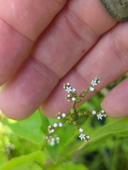 Mitreola