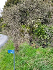 Ileostylus micranthus