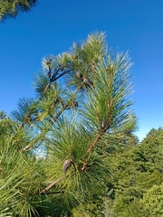 Pinus taiwanensis