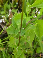 Mitreola