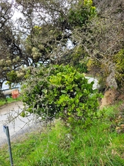 Ileostylus micranthus