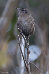 Troglodytes troglodytes zetlandicus