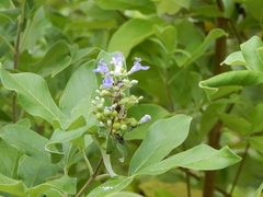 Vitex
