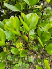 Ileostylus micranthus