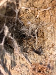 Kukulcania hibernalis