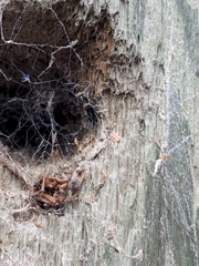 Kukulcania hibernalis