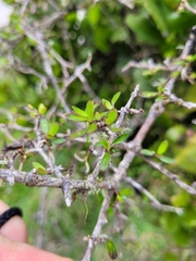 Ileostylus micranthus