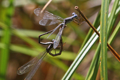 Lestes congener