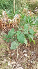 Brassica villosa