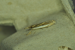 Crambus leachellus
