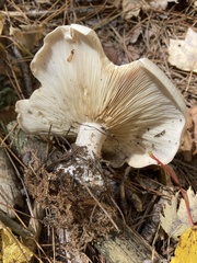 Clitocybe robusta
