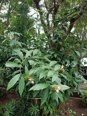 Costus afer