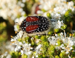 Trichostetha bicolor